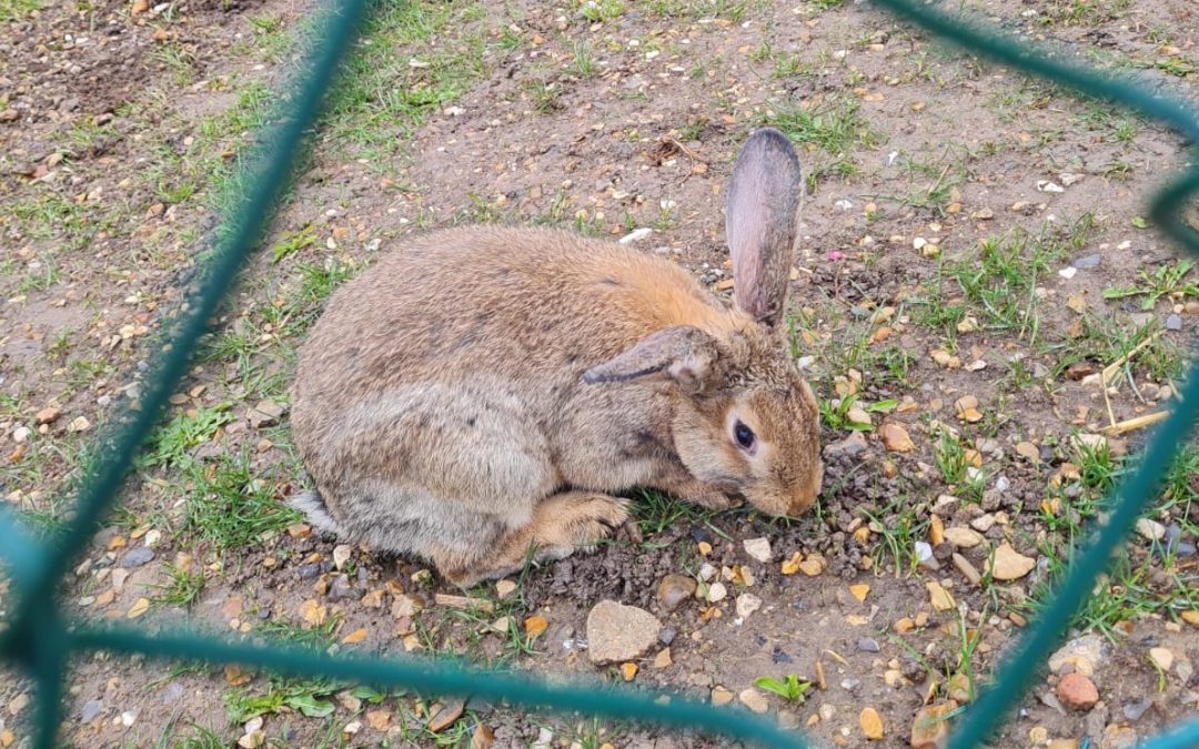 Bienvenue Corneille !