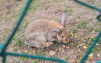 Bienvenue Corneille !