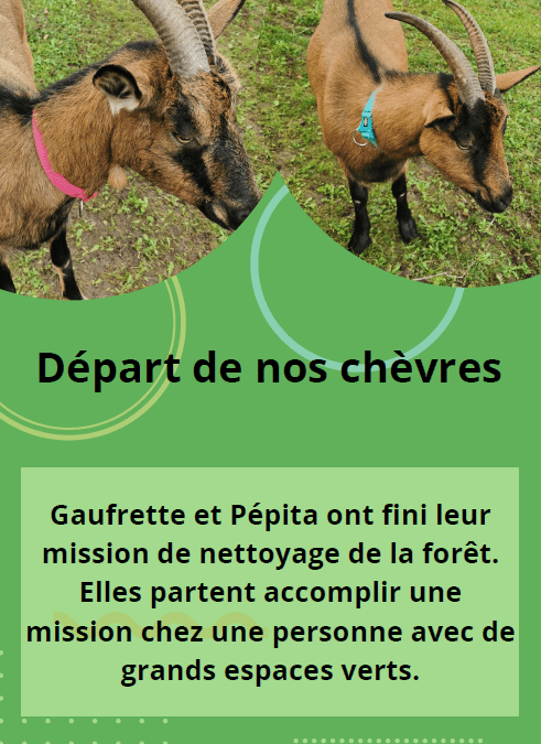 Départ des chèvres Gaufrette et Pépita